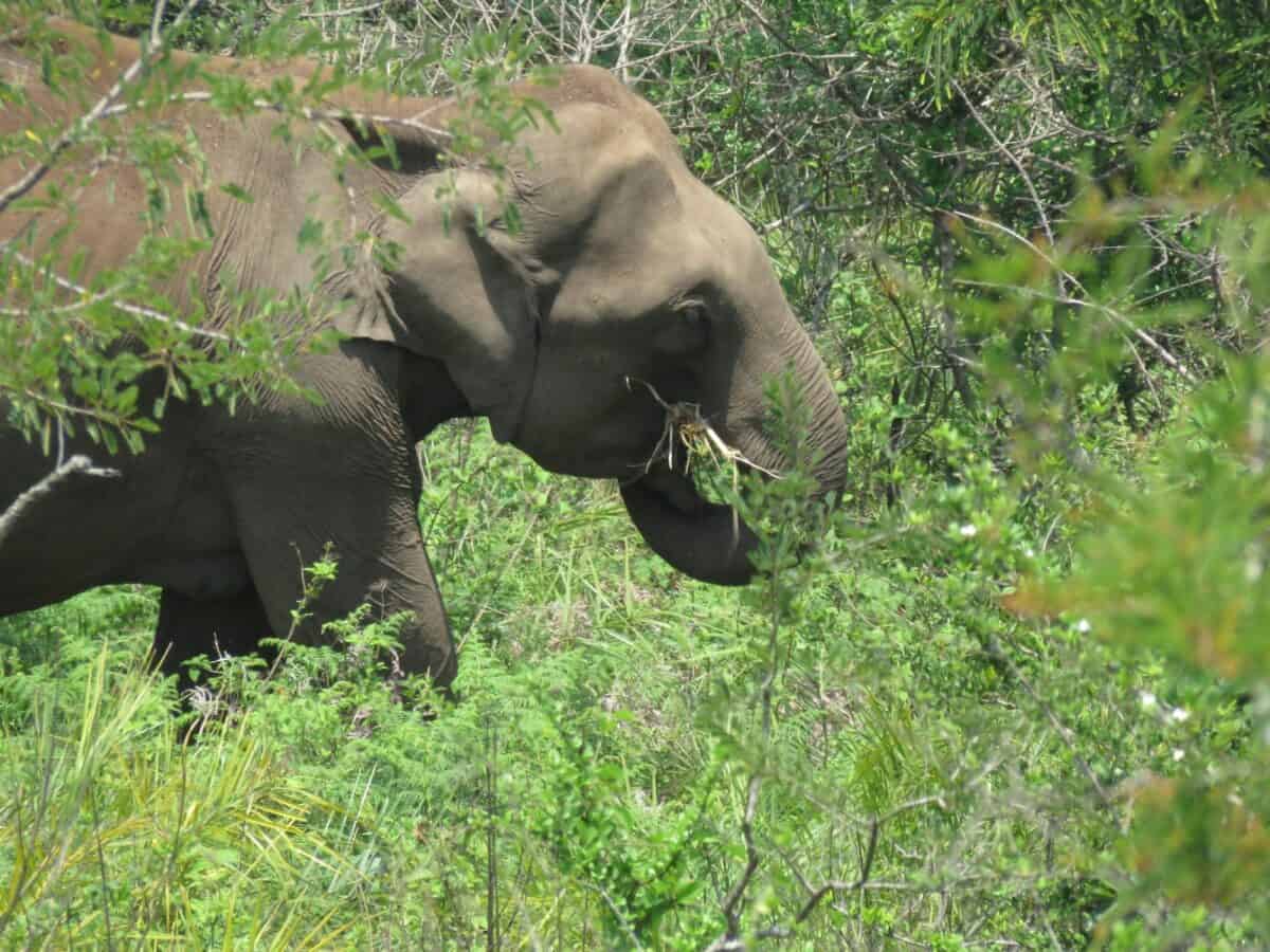 Javan Elephant: Giants Hiding in Plain Sight