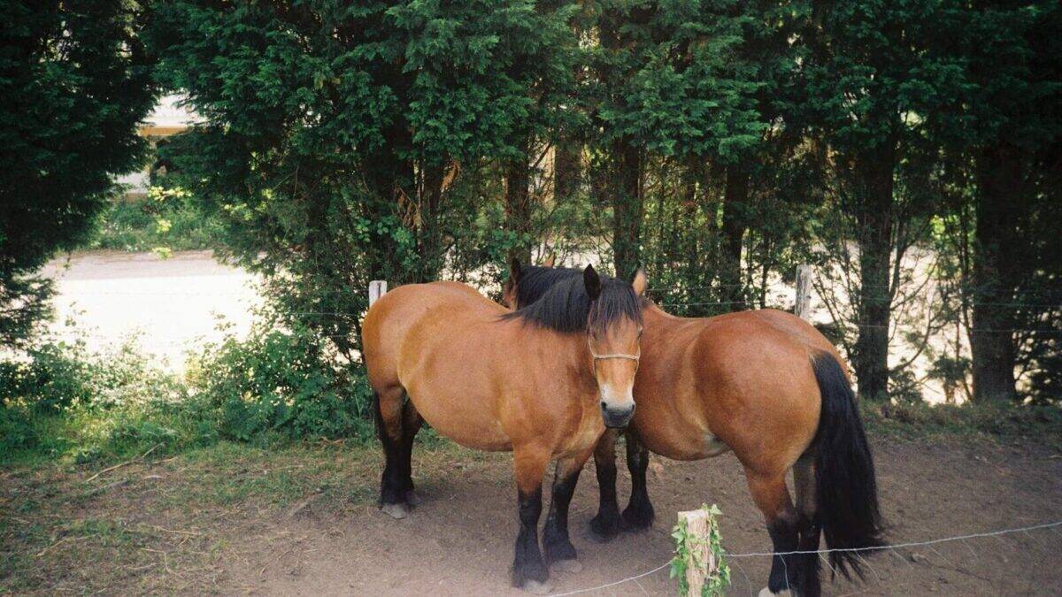two brown horses standing next to each other