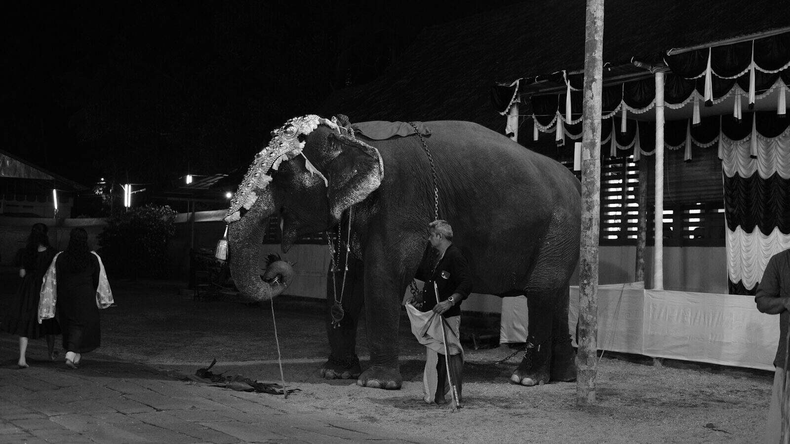 a man standing next to an elephant on a street