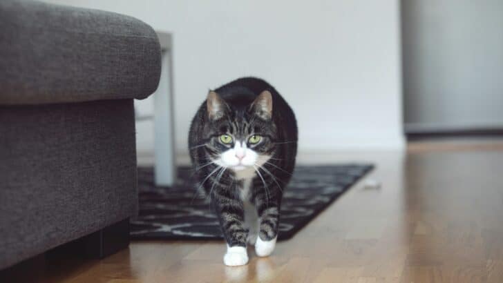 Why Your Cat Suddenly Zooms Around the House at Night
