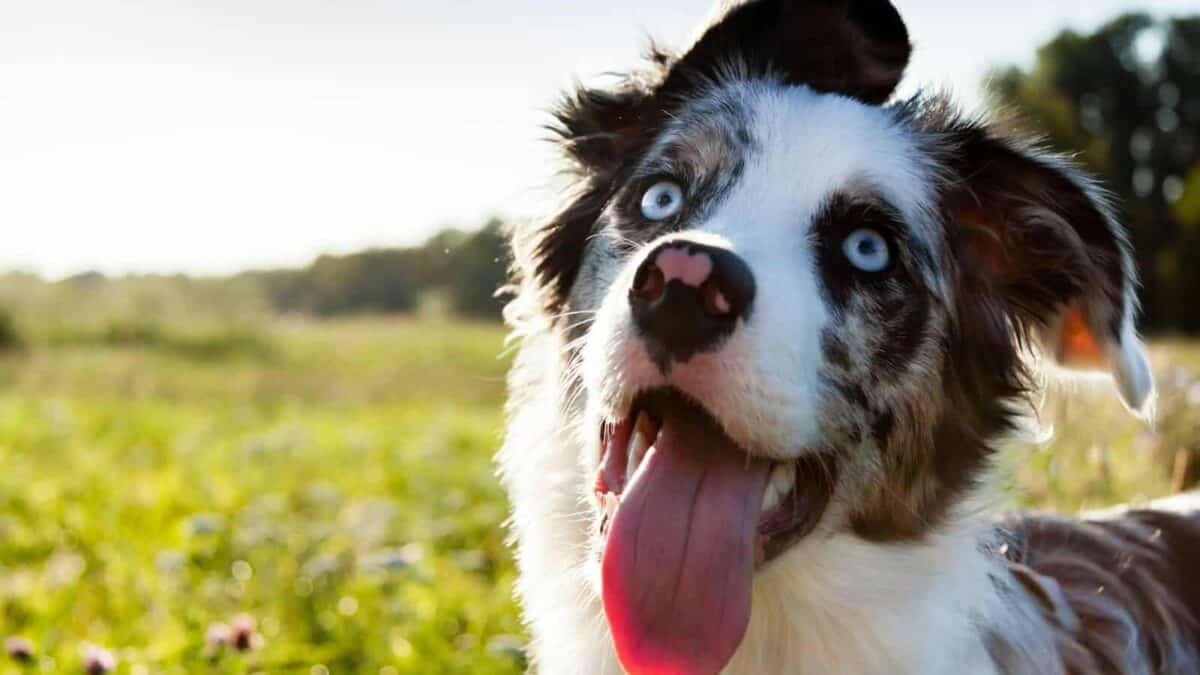 a close up of a dog with its tongue out