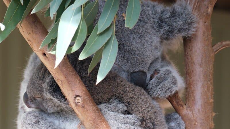 A koala bear sitting on a tree branch