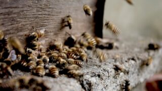 A colony of aggressive bees.