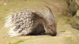 A huge porcupine in the wild.