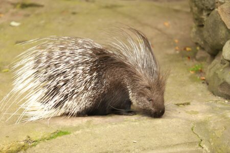 Porcupine Found in Oregon Bakery Sparks Viral Surprise