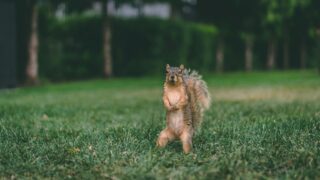 A squirrel standing on the grass.
