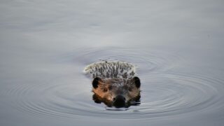 A beaver swimming in a river.