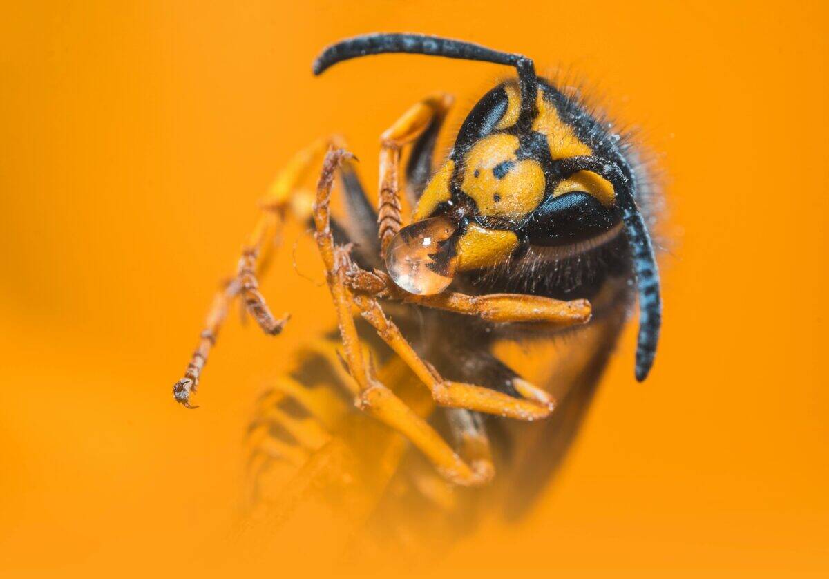 A close-up look at a yellowjacket's external anatomy.