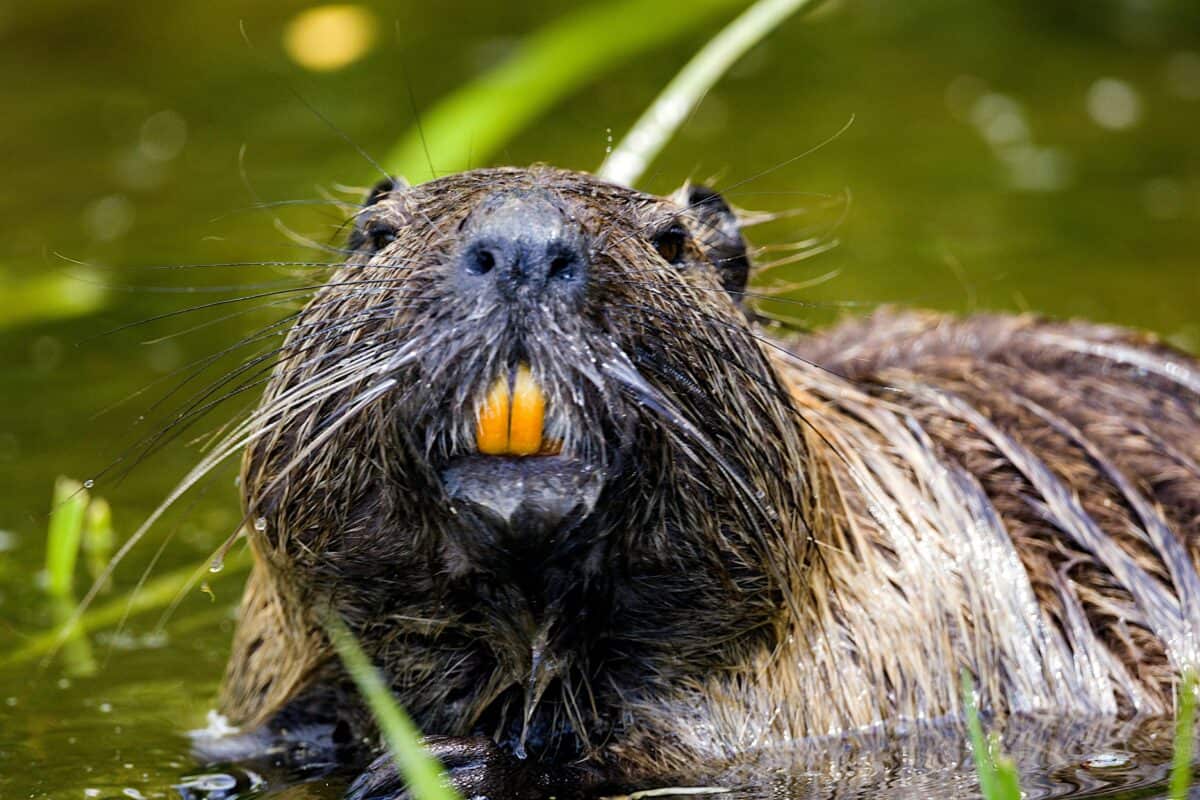 An adult beaver in its natural habitat.