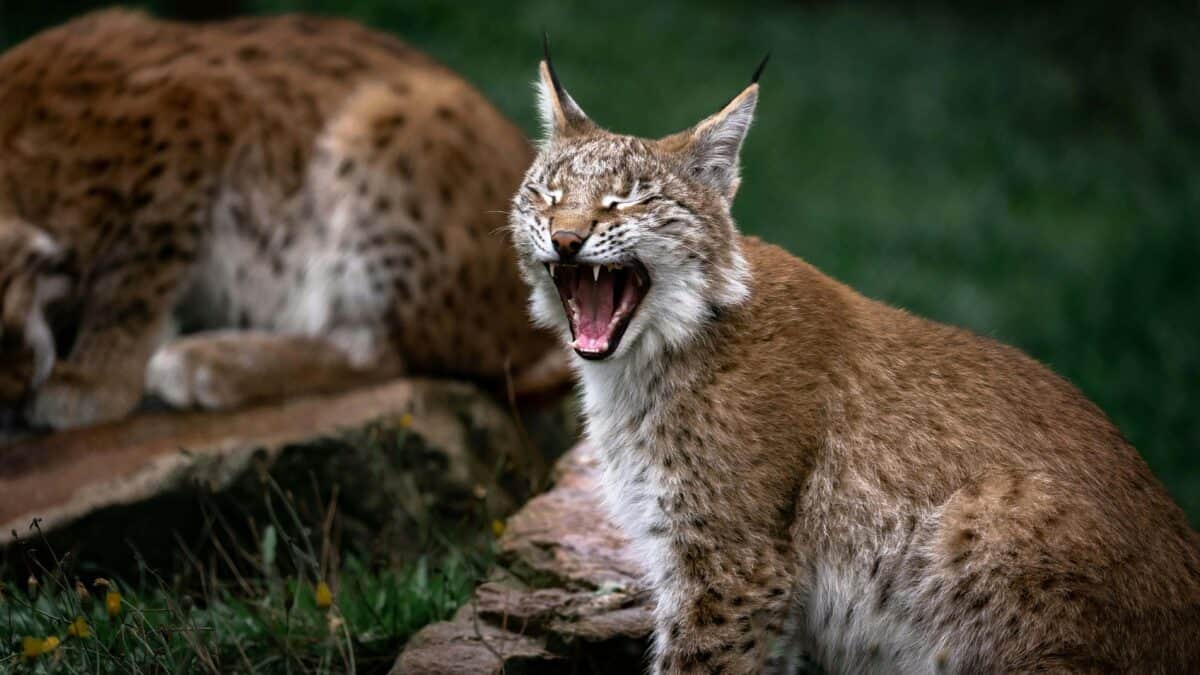 A sleepy bobcat yawning.