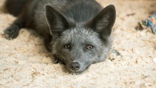 A black fox lying on the ground.