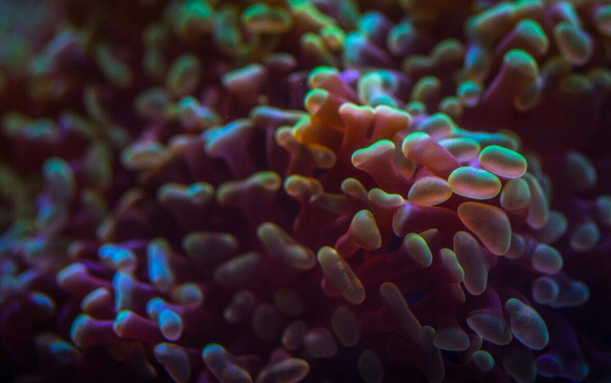 An in-depth look at lively coral reefs underwater.