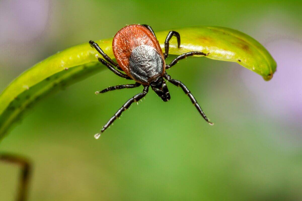 A tick clinging to a plant.