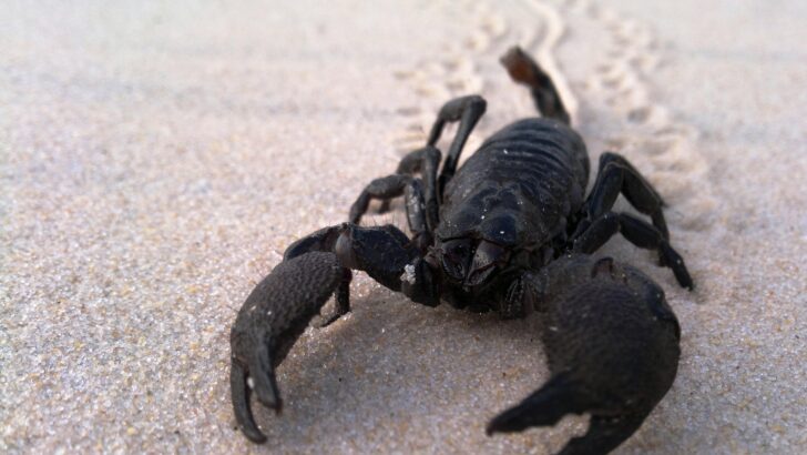 Scorpion Stings Texas Woman on Face While She Sleeps