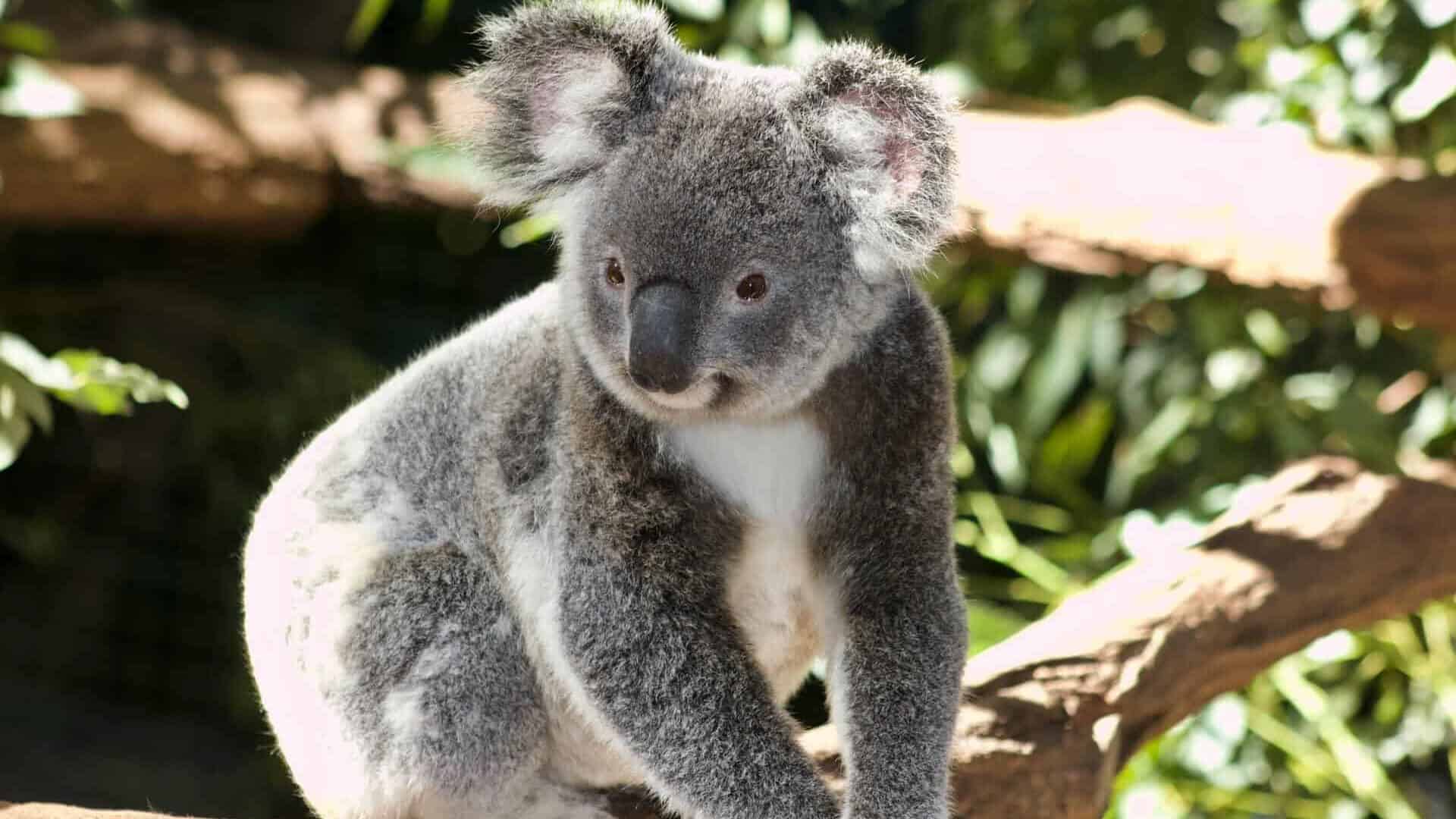 Koala