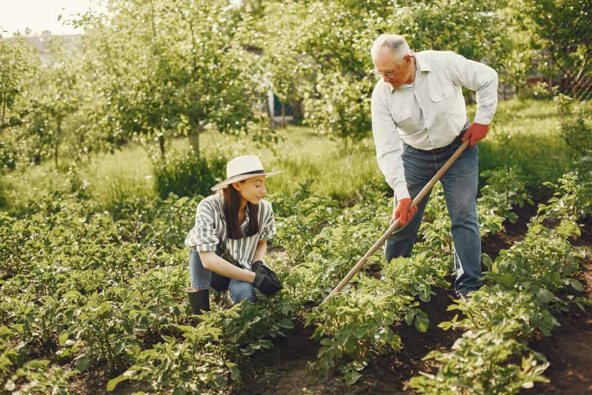 People on a vegetable farm.