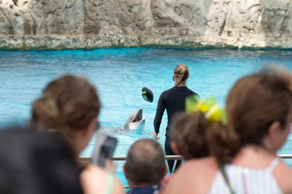 People enjoying a dolphin show.