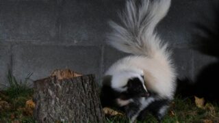 A skunk wandering in a backyard at night.
