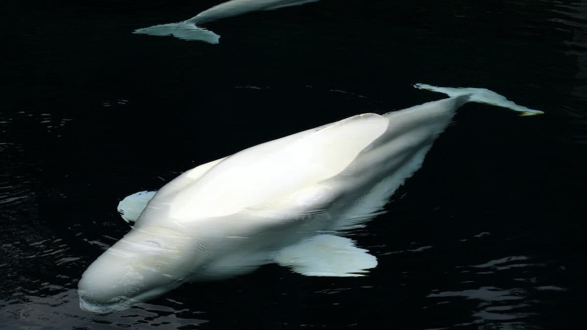 beluga plays fetch