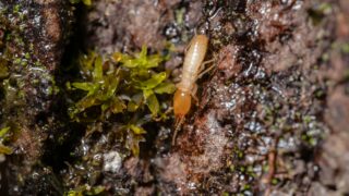 A termite lurking on the surface of the soil.