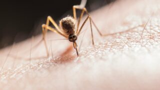 A mosquito biting a person's skin.