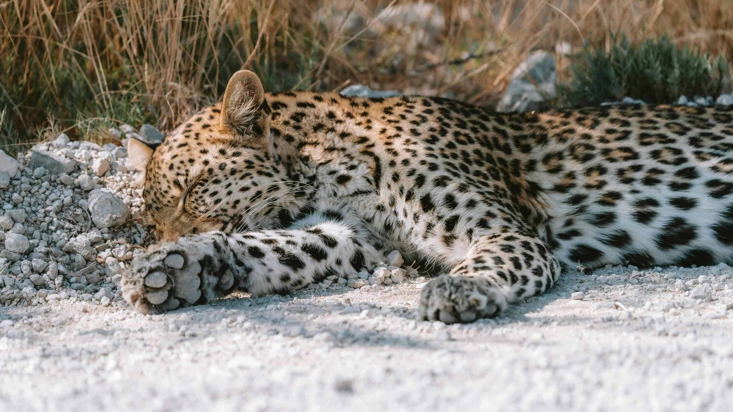 A wildcat getting some sleep.