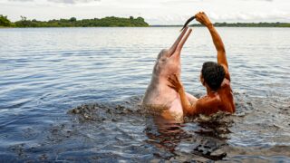 Man feeding a pinkish dolphin.