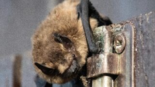 A bat trying to climb a gate.