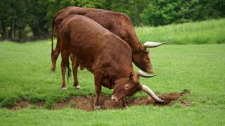 Two brown bulls aggressively using their horns.