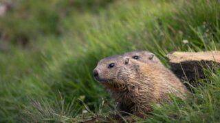 Marmots bond in the wild.