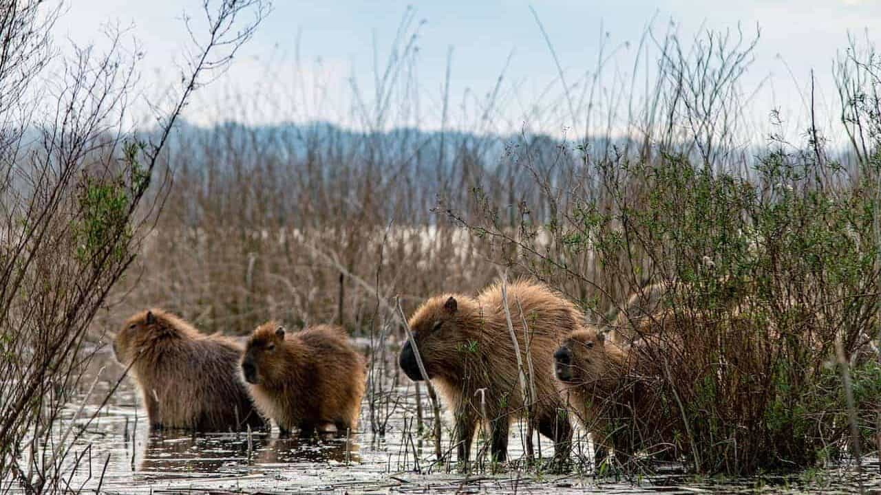 a herd of capybaras