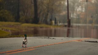 A small duck stranded on a flooded road.