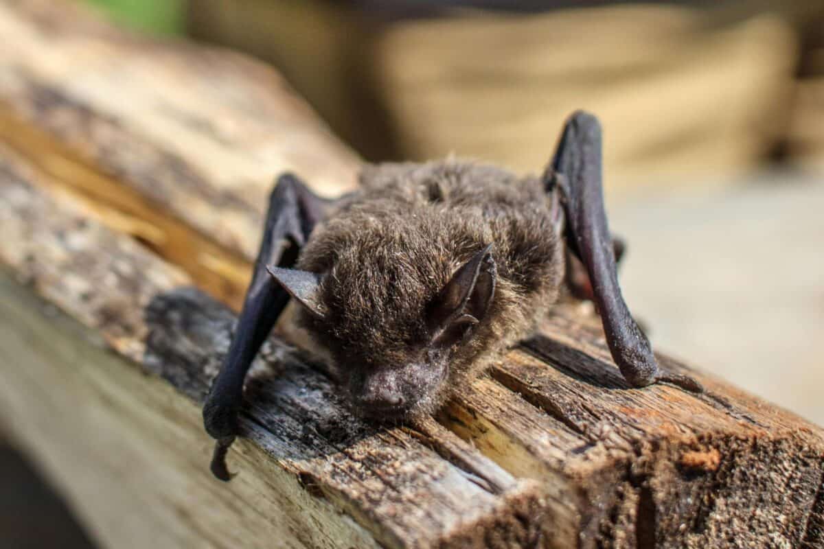 A bat resting on a wood.