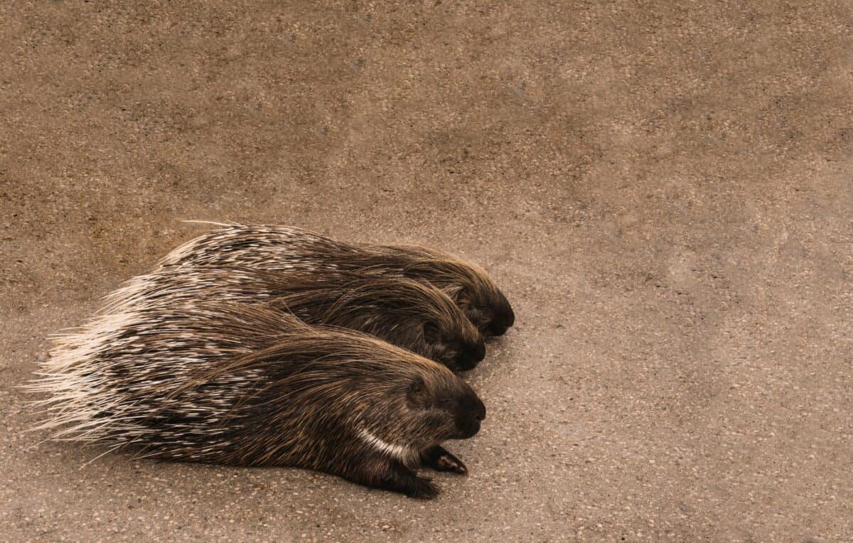 A group of porcupines taking their rest.