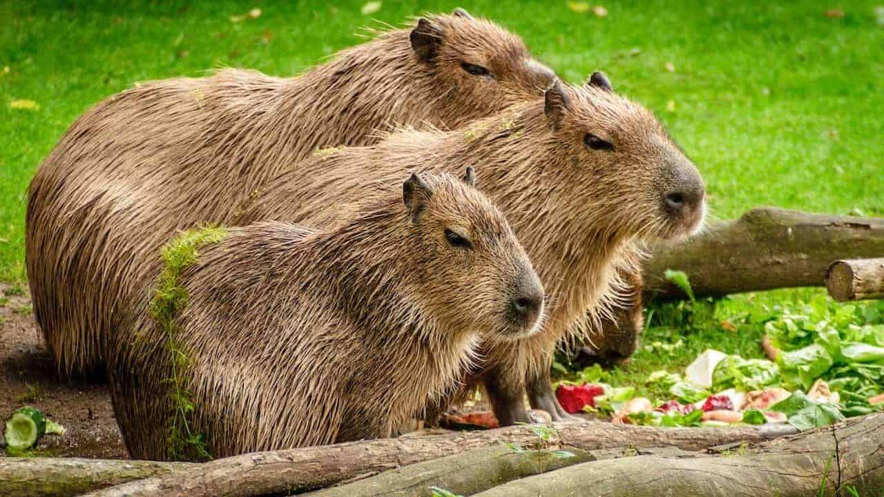 three capybaras 