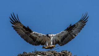 An osprey just caught a fish.