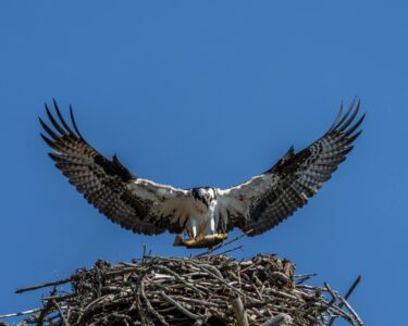 Ospreys Surge in Chesapeake Bay After Years of Decline
