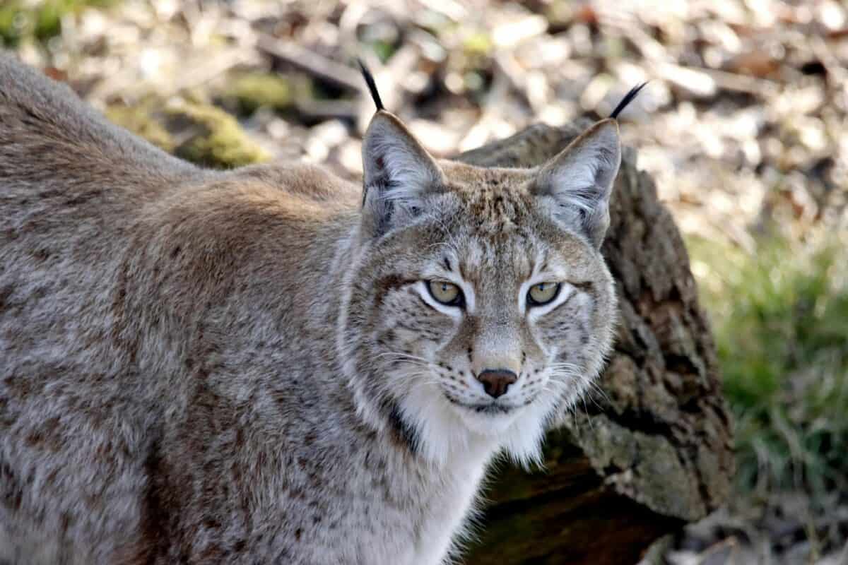 A Canada lynx with a serious stare.