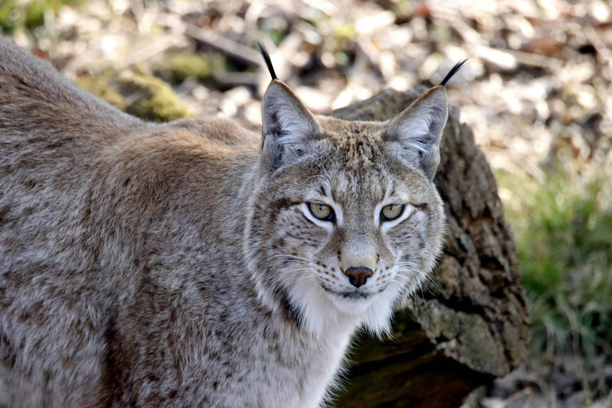 A Canada lynx with a serious stare.