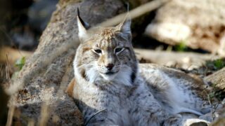 A Canada Lynx resting time on the woods.