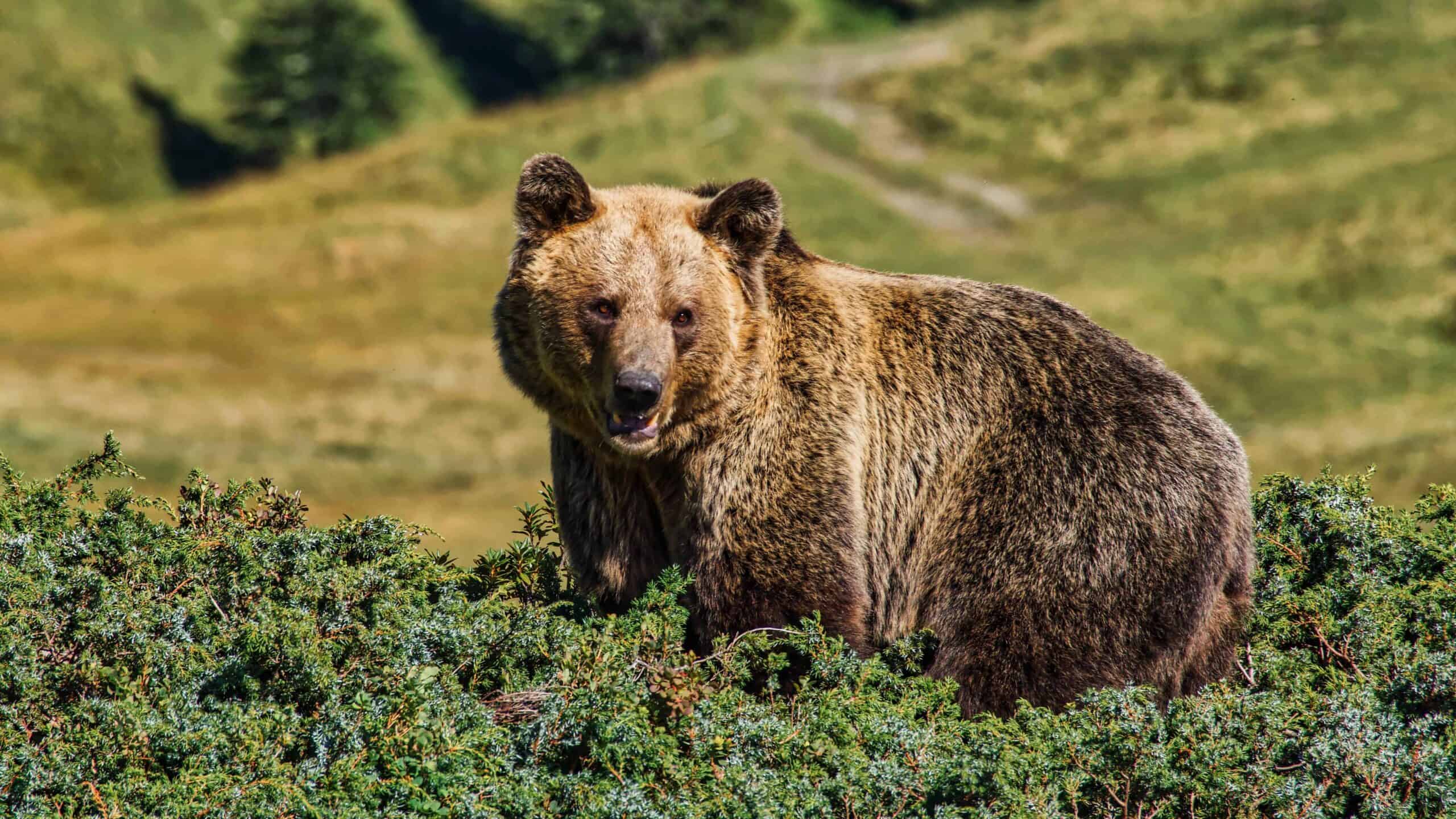 Boy attack bear