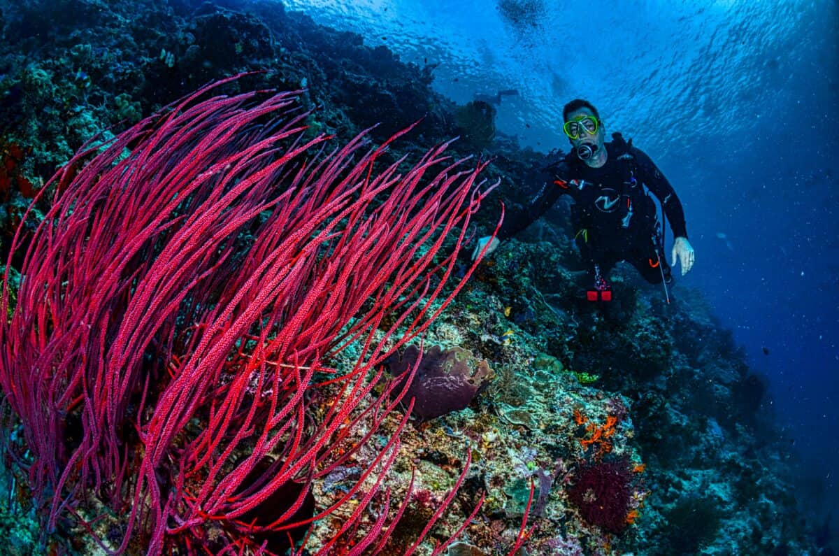 A diver inspecting the coral reefs.