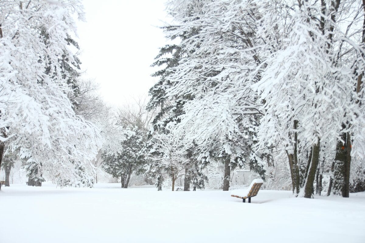 A typical view of the wilderness during winter.