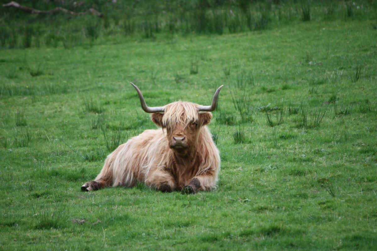 A bull resting on the grass.