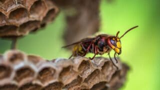 A yellowjacket on a comb.