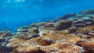 A close-up look at the marine life underwater.