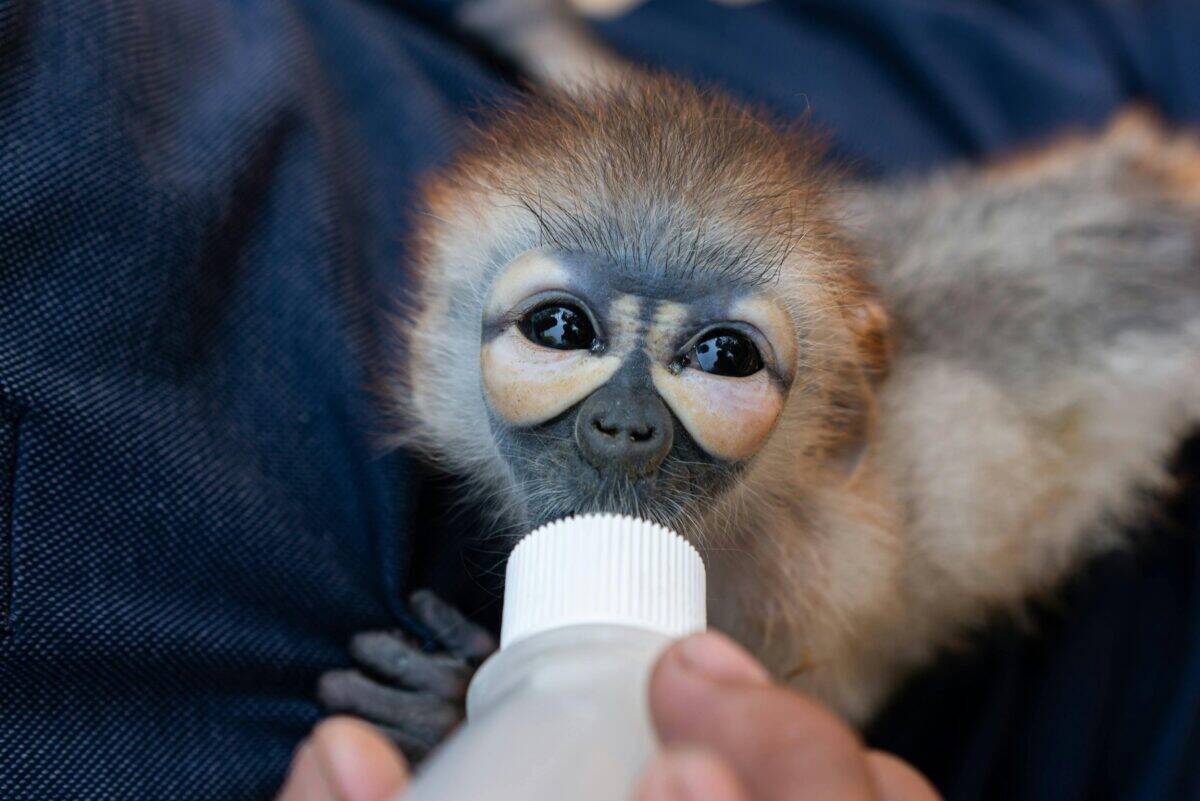 A baby monkey rescued and fed with milk.