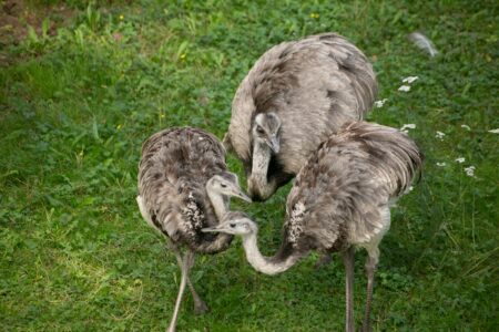 Male Emus Are Super-Dads of the Outback