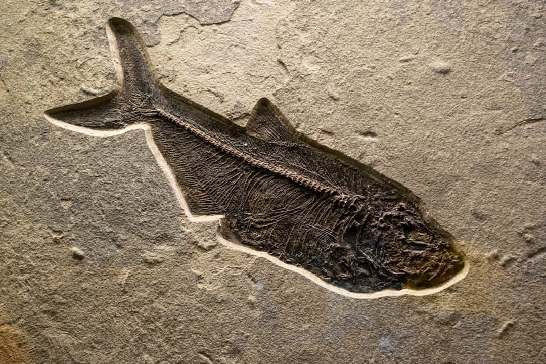 Platecarpus