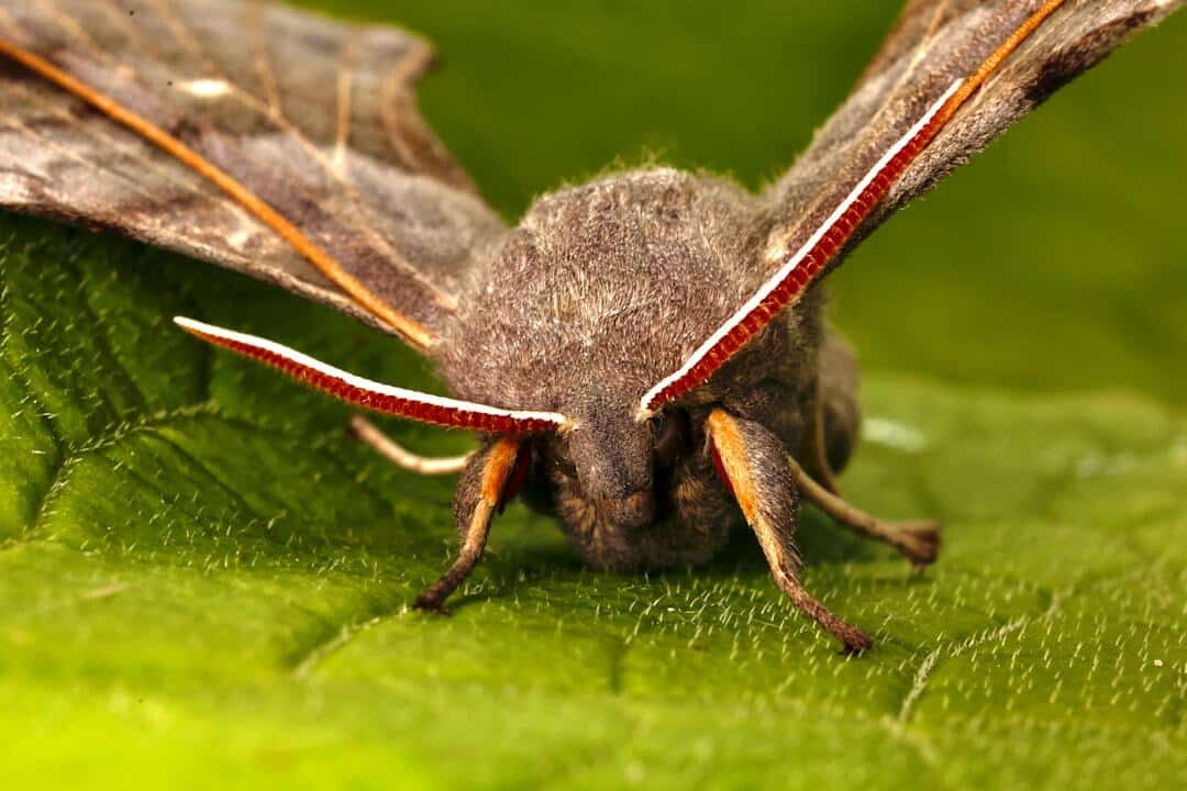mothman